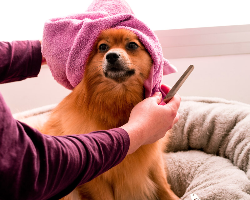 Sunshine Coast dog grooming, Pomeranian dog bath dog wash