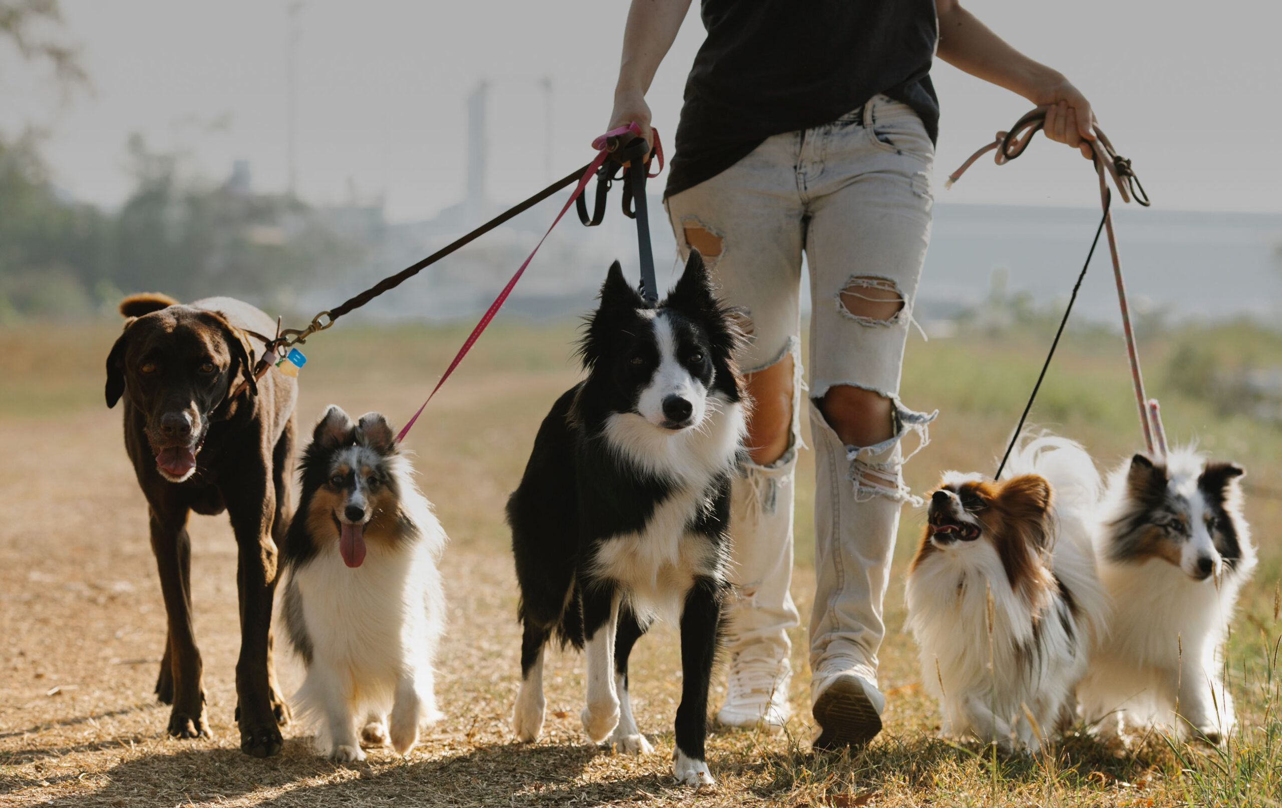 Dogs being walked on Sunshine Coast Australia